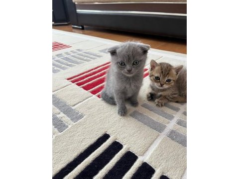 Yavru scottish fold sahiplendirme