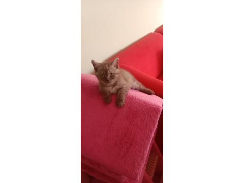 İki tatlı kedimiz