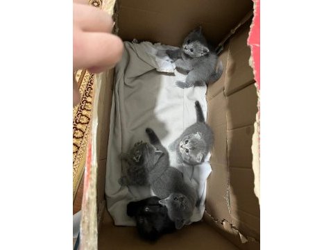 Scottish fold ve straight kediler