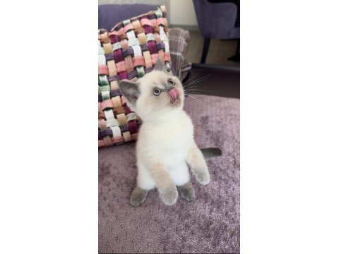 Blue point dişi erkek yavru scottish fold
