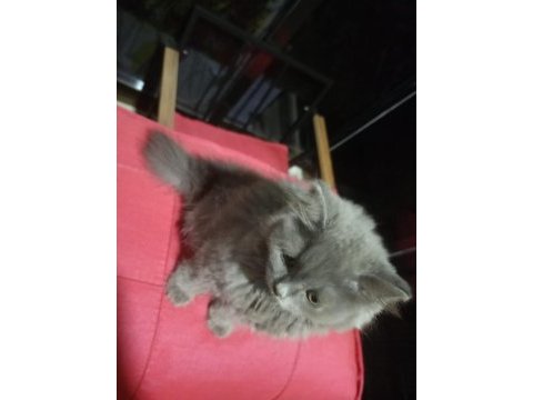 2 aylık tüylü büyük pati british longhair