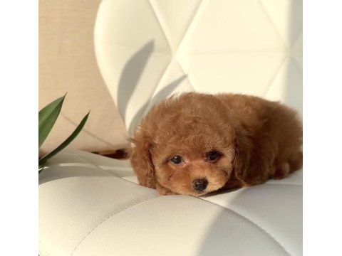 Özenle büyütülen toy poodle yavrular
