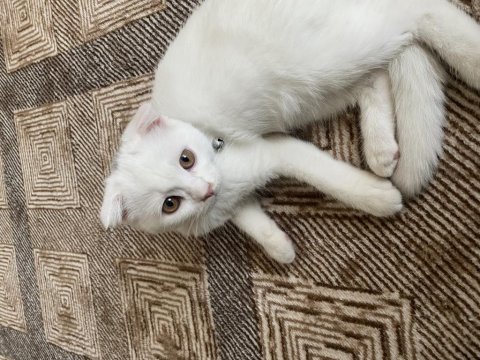 2 aylık aşılı scottish fold