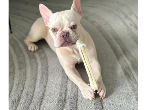 Şehir değişikliği nedeniyle sahiplendirilecek french bulldog