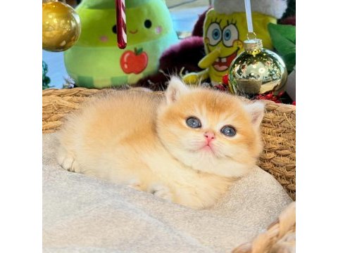 Dünyanın en güzel british shorthair kedisi