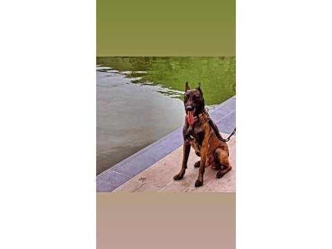 Varsa daha iyisi o da annesi belçika kurdu