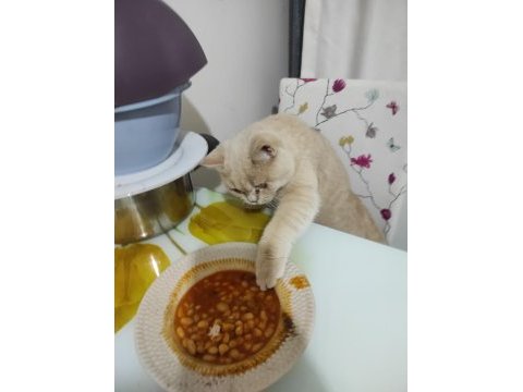 6 aylık blue point british shorthair