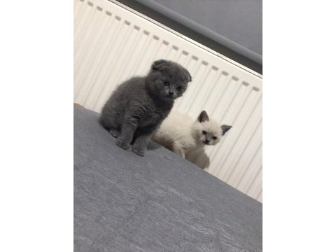 Safkan blue point mavi göz erkek blue scottish fold dişi