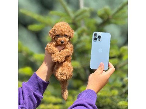 Toy poodle bebeklerimiz