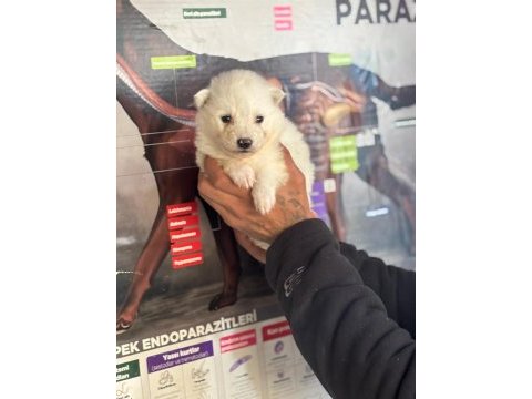 A kalite samoyed bebeklerim