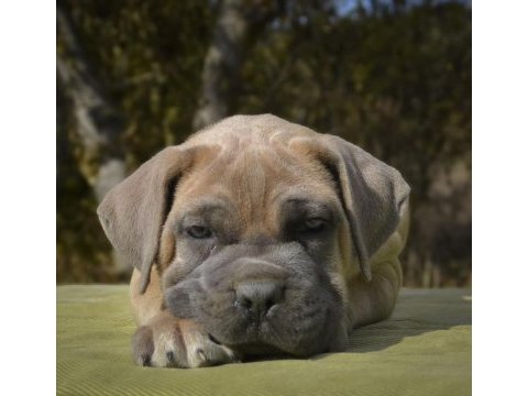 Dev cane corso yavruları