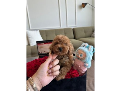Teacup toypoodle yavrumuz