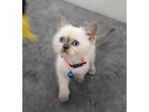 55 günlük british shorthair dişi ve erkek yavrular