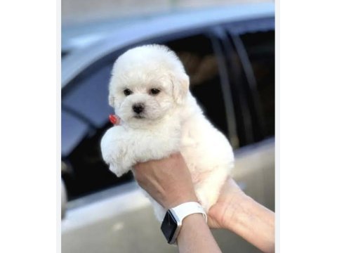 Kar beyaz bichon frise yavrularımız
