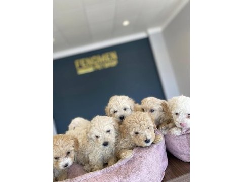 Bebek yüz  toy poodle yavrular ankara mağazamızda görn