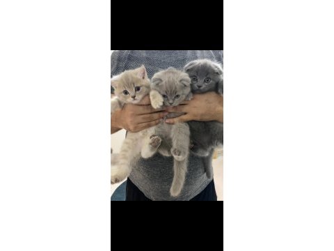2 aylık scottish fold