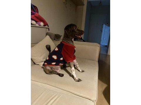 Eğitimli dişi lagotto
