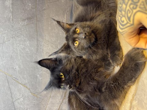 Siyah aşkı maine coon