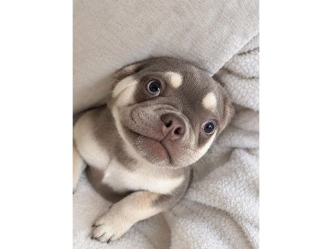4 aylık dişi french bulldog lilac ve tan