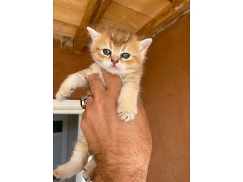 Saf kan golden egzotik british shorthair