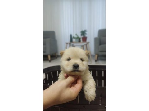 Çin aslanı chow chow dişi- erkek
