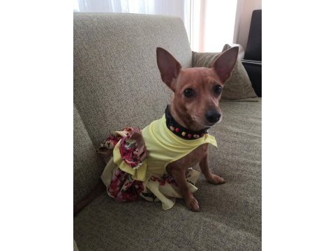 2 aylık dişi 1 numara pinscher yavru sahiplendirilecek