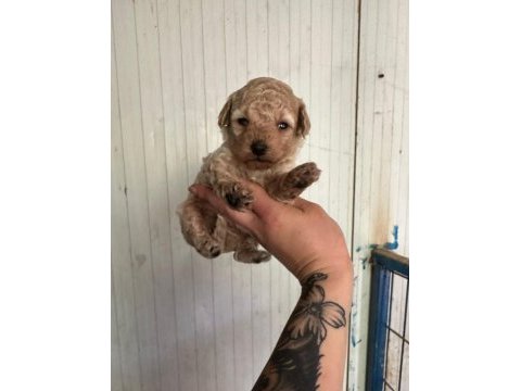 Garantili toy poodle bebekler