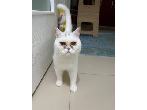 8 aylık sağlıklı erkek kedimiz