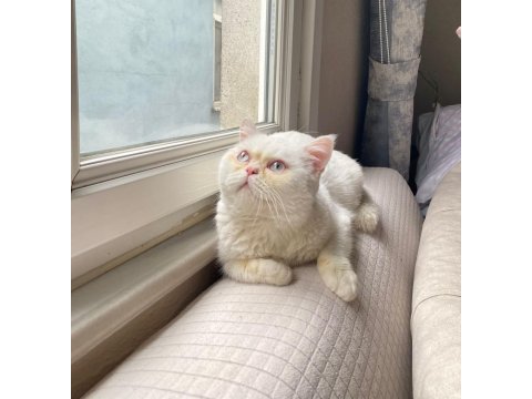 Erkek british shorthair kedimiz