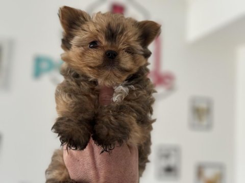 Çok özel exotic yorkshire terrier ziyarete açık