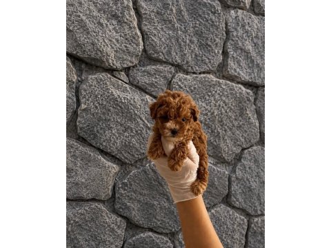 Orijinal garantili teacup maltipoo