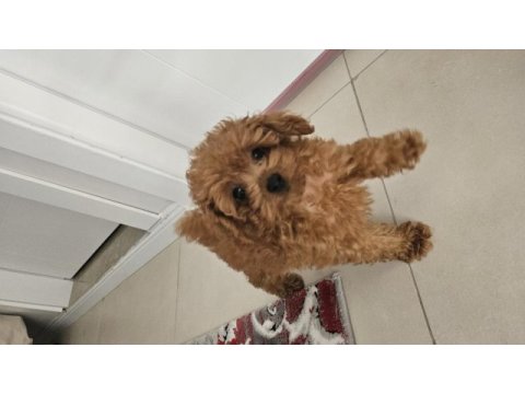 Teacup boy poodle