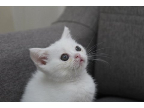 Safkan british shorthair minnak