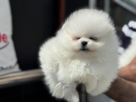 Show kalite pomeranian boo yavrularımız