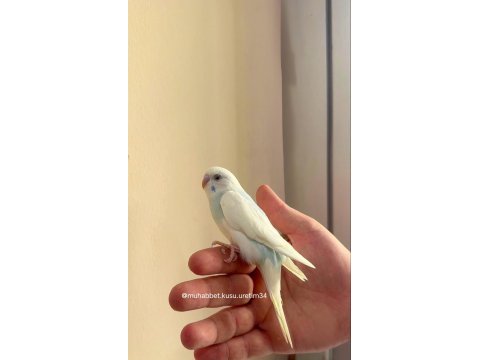 Konuşturmak için eğitim kuşları