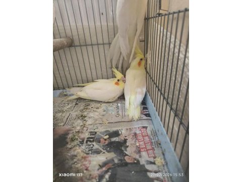 Wifi ve pied 37 günlük sultan papağanı bebekler