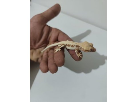 Evil crested ve leopard geckolar