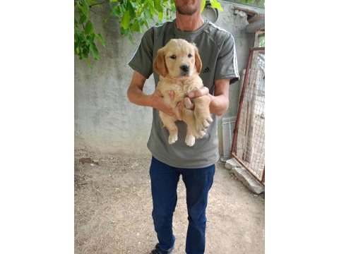 Dişi 43 günlük golden retriever