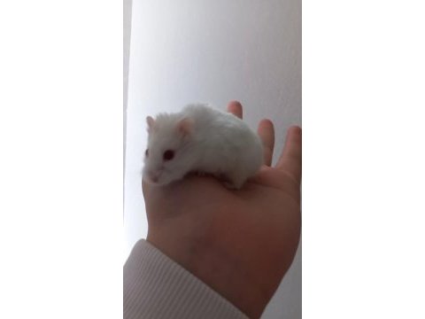 Çift hamster