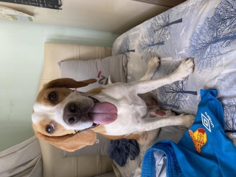Çiftleşme ilanı erkek 1 yaşında lemon beagle safkan