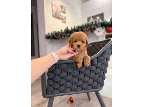 Anne altından safkan maltipoo bebekler