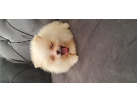 Show kalite pomeranian boo