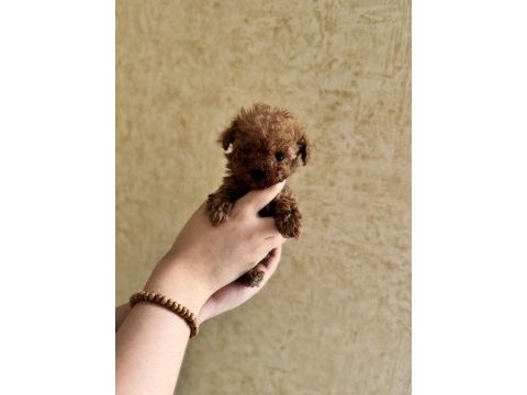 Ev doğumlu tuvalet eğitimli sağlıklı poodle yavrular