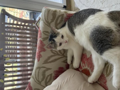 British shorthair yavru kedimiz