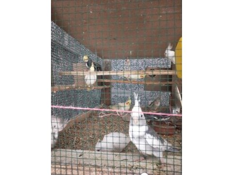Albino, lutino, pied sultan papağanı yavruları