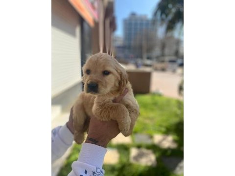 Golden retriever yavrular a kalite küt burun