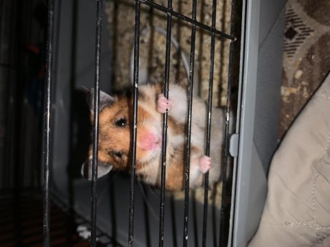 4 aylık 1 anne 13 bebek hamster