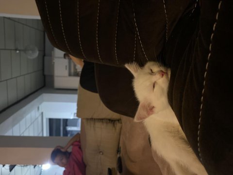 Kar beyazı 4 aylık british shorthair