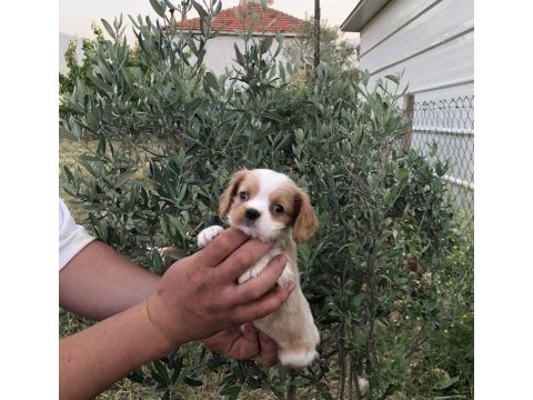 Aşılı garantili cavalier king charles bebeklerimiz