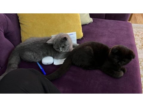 Çok cana yakın sevimli erkek british shorthair yavrular